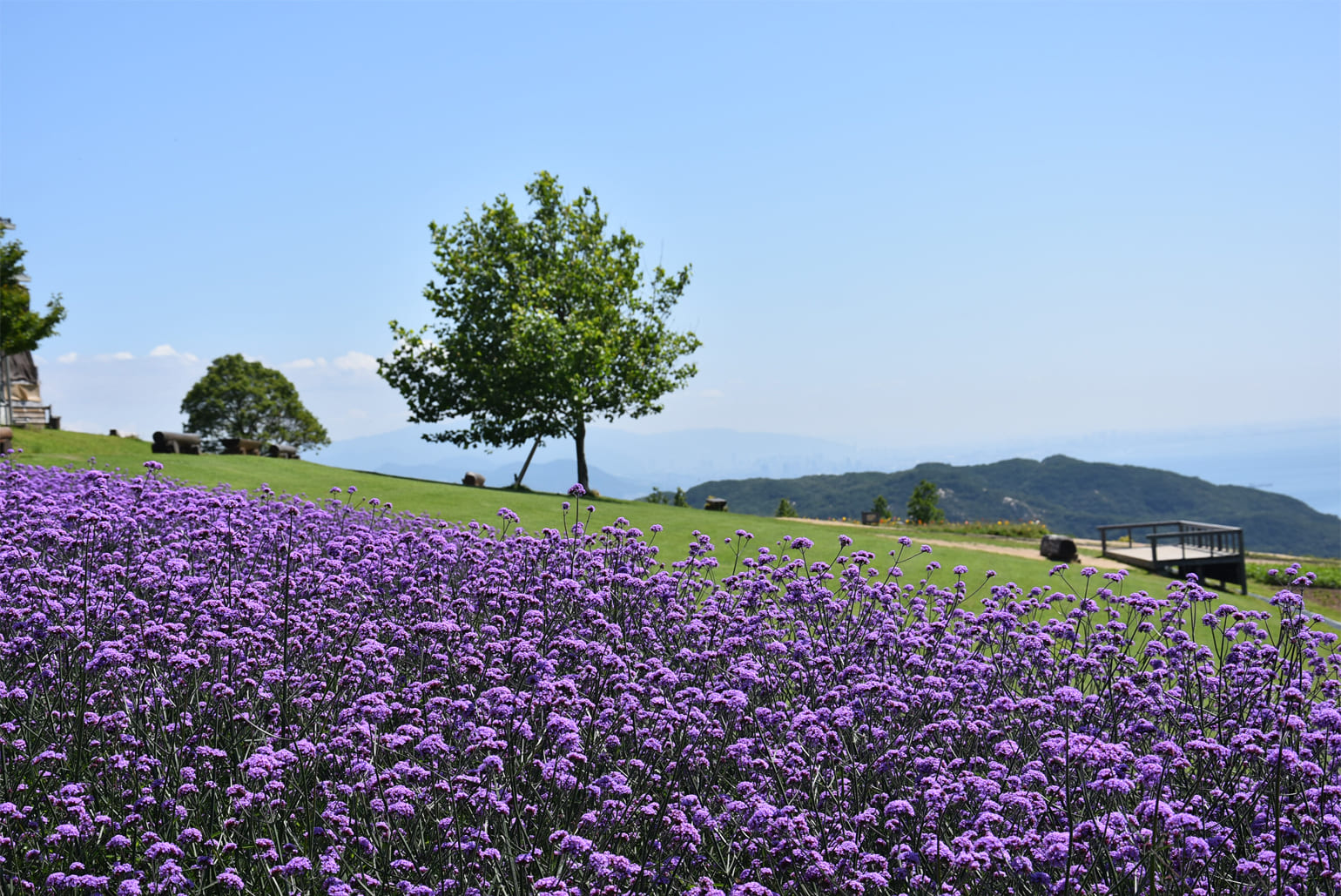 あわじ花さじき 紫陽花