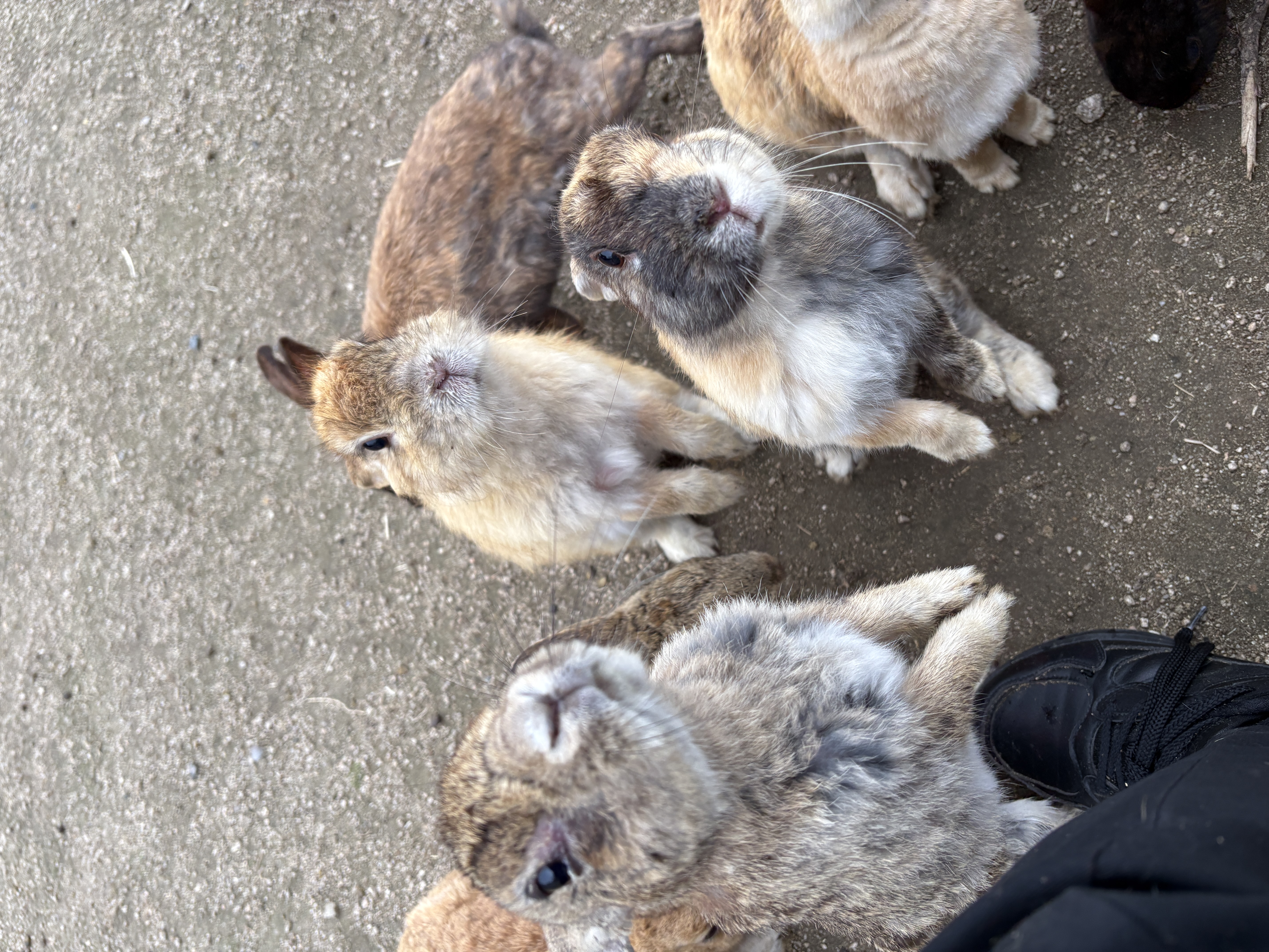 足元に集まるうさぎ