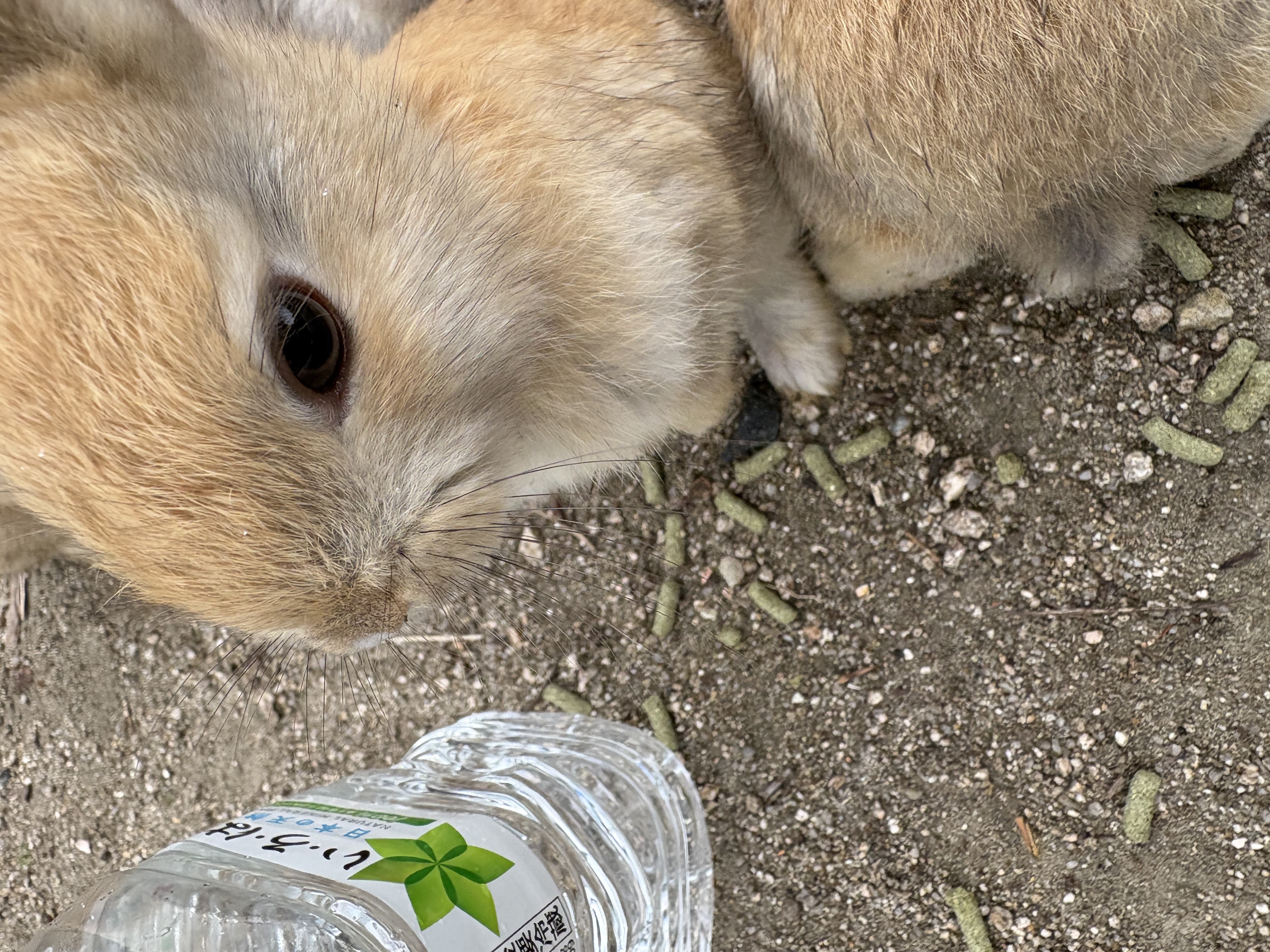 茶色うさぎのどアップ