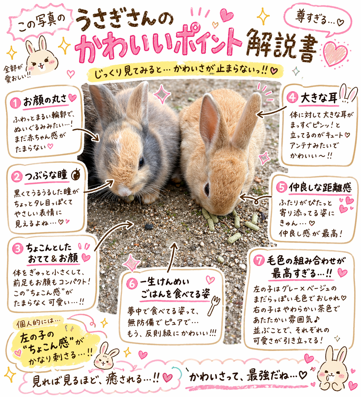 うさぎさんのかわいいポイント解説書